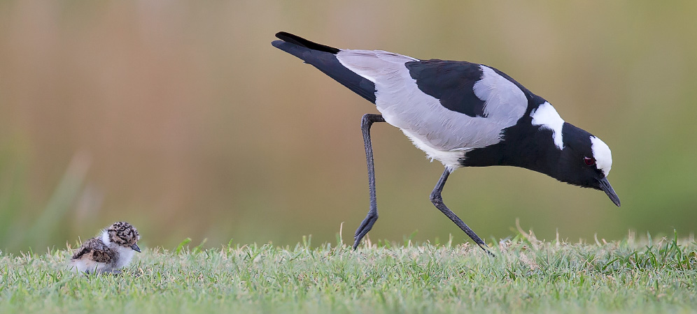 Blacksmith Lapwing and chick